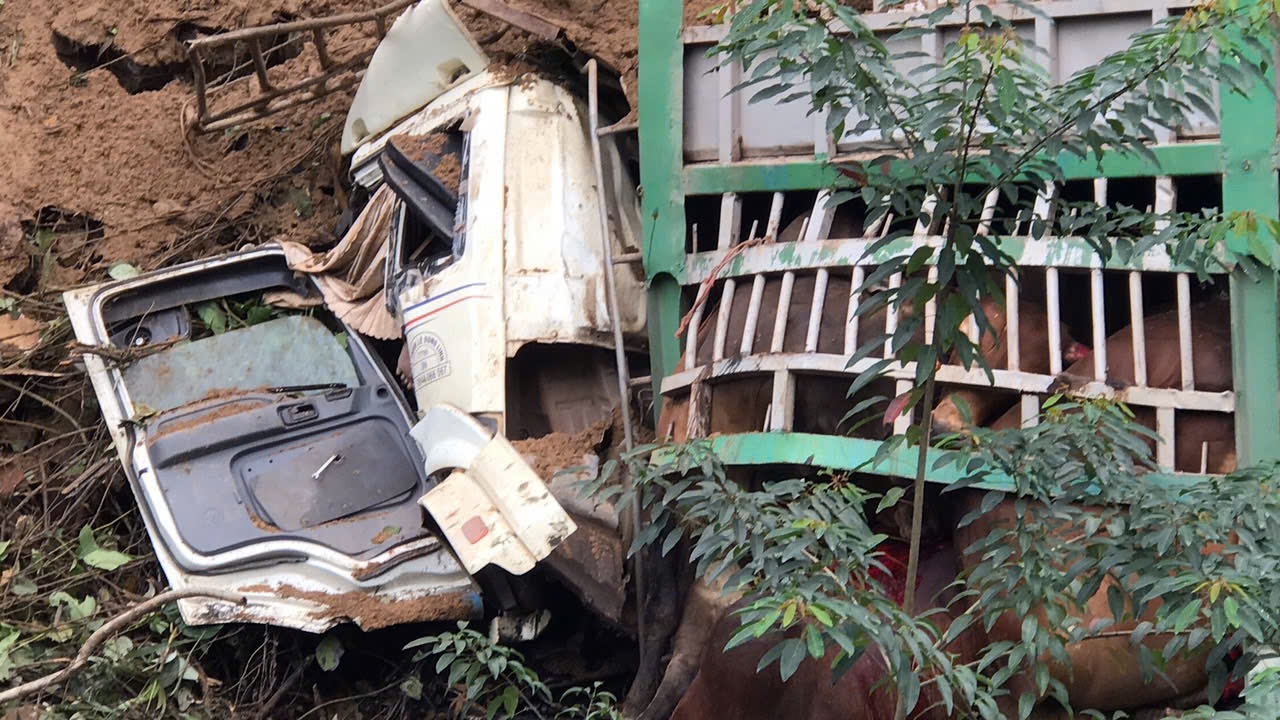 Quảng Bình: Xe tải chở bò mất lái đâm vào đồi, tài xế tử vong- Ảnh 2.