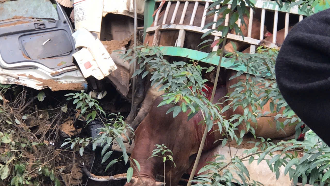 Quảng Bình: Xe tải chở bò mất lái đâm vào đồi, tài xế tử vong- Ảnh 3.