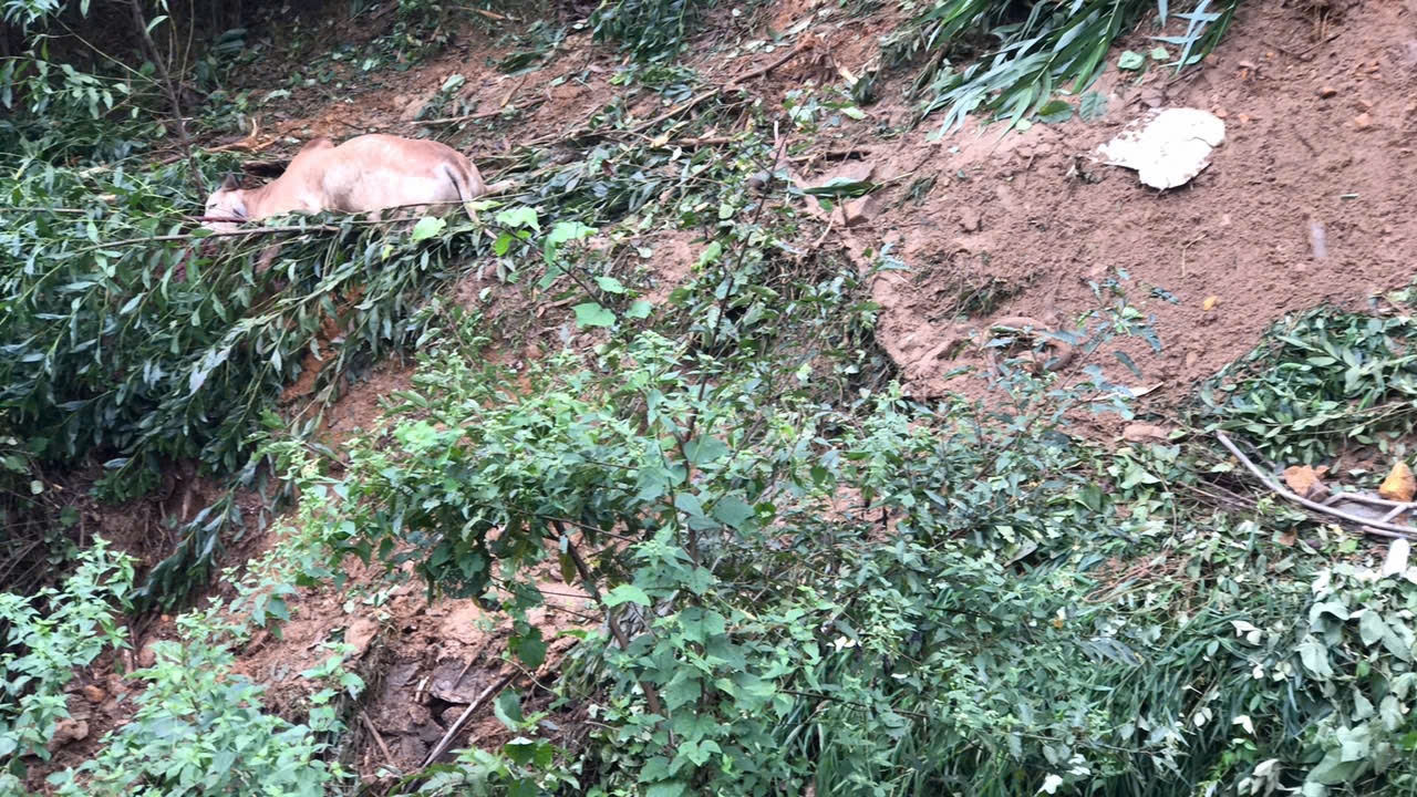 Quảng Bình: Xe tải chở bò mất lái đâm vào đồi, tài xế tử vong- Ảnh 4.