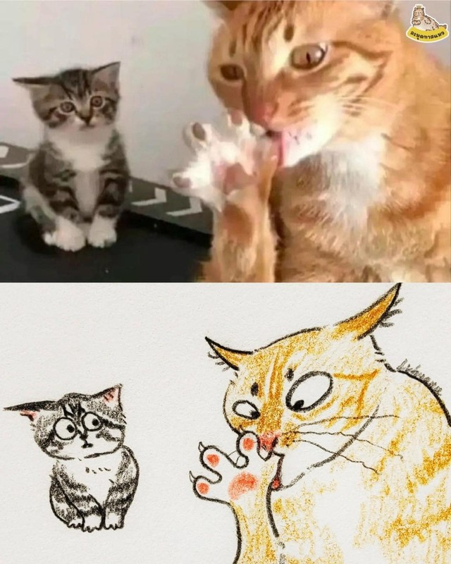 Loạt meme mèo “xấu đau xấu đớn” khiến netizen phải lưu về liền tay - Hình 6 Loat meme meo “xau dau xau don” khien netizen phai luu ve lien tay-Hinh-6