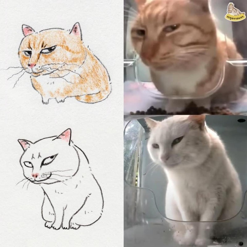 Loạt meme mèo “xấu đau xấu đớn” khiến netizen phải lưu về liền tay - Hình 10 Loat meme meo “xau dau xau don” khien netizen phai luu ve lien tay-Hinh-10