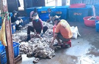 Điều tra 4 tấn mỡ, nội tạng heo không rõ nguồn gốc tại Biên Hòa