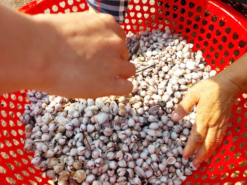 Sò huyết chế biến được nhiều món ăn ngon, bổ dưỡng.