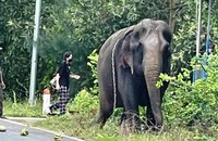 Voi xổng chuồng lang thang trên đường quốc lộ 14E ở Quảng Nam