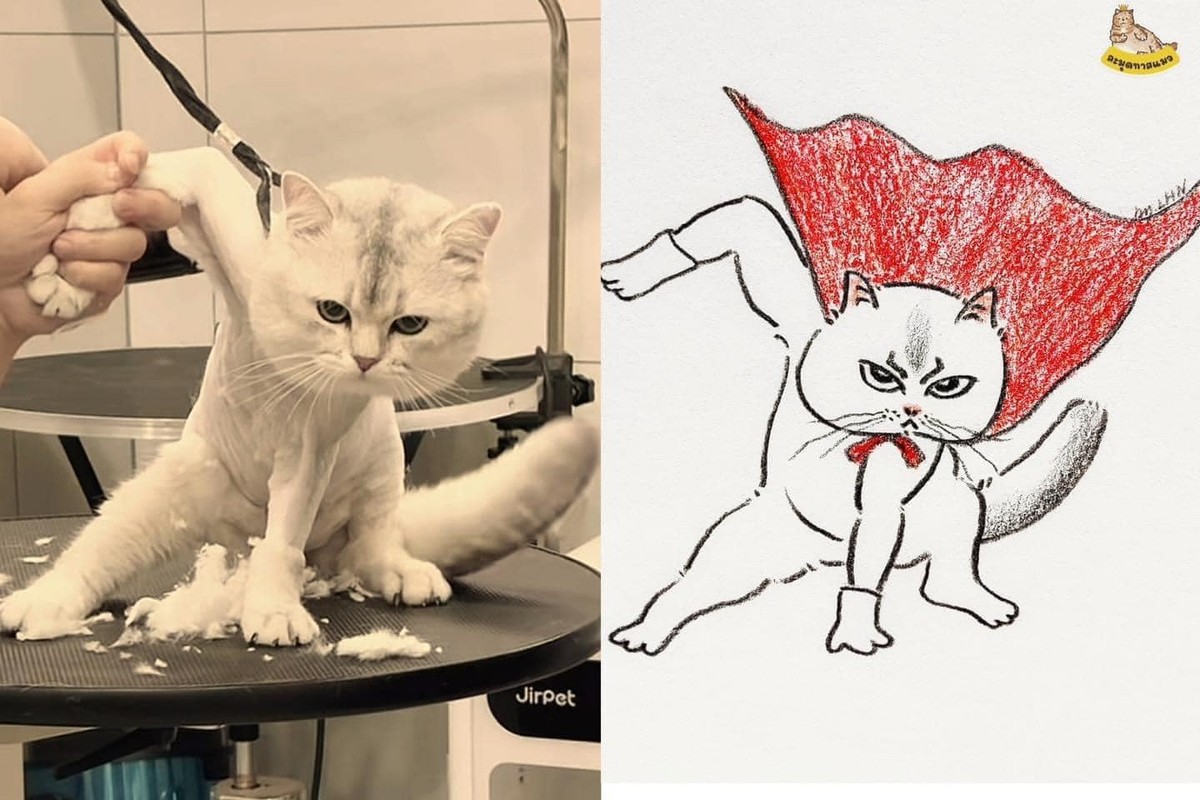 Loạt meme mèo “xấu đau xấu đớn” khiến netizen phải lưu về liền tay Loat meme meo “xau dau xau don” khien netizen phai luu ve lien tay