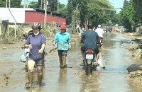 Yên Bái được hỗ trợ hơn 137 tấn hạt lúa giống