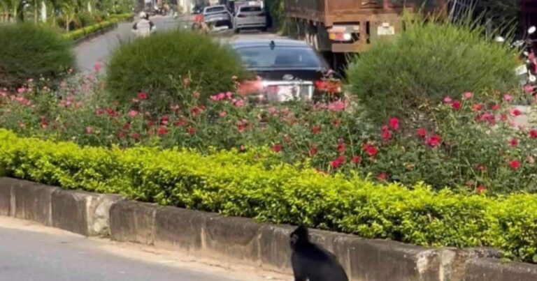 Voọc lao xuống đường tấn công người ở Quảng Bình