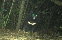 Con gấu ngựa quý hiếm vừa được ghi nhận thông qua bẫy ảnh ở Khu Bảo tồn thiên nhiên Bắc Hướng Hóa. 