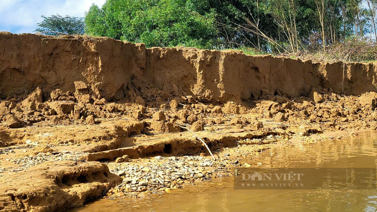 Quảng Bình: Sạt lở sông Kiến Giang ngày càng trầm trọng, ảnh hưởng hoa màu nông dân- Ảnh 2. Quảng Bình: Sạt lở sông Kiến Giang ngày càng trầm trọng, ảnh hưởng hoa màu nông dân- Ảnh 2.