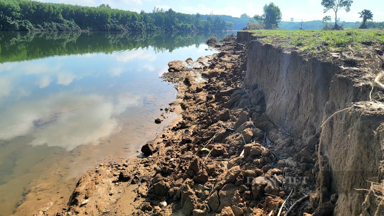 Quảng Bình: Sạt lở sông Kiến Giang ngày càng trầm trọng, ảnh hưởng hoa màu nông dân- Ảnh 3. Quảng Bình: Sạt lở sông Kiến Giang ngày càng trầm trọng, ảnh hưởng hoa màu nông dân- Ảnh 3.