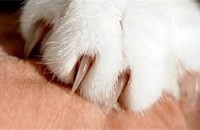 Người phụ nữ tử vong do mèo cào