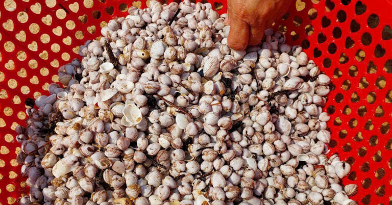 Sau đợt lũ, hiện tượng lạ khiến dân Quảng Bình thi nhau đi nhặt sò huyết