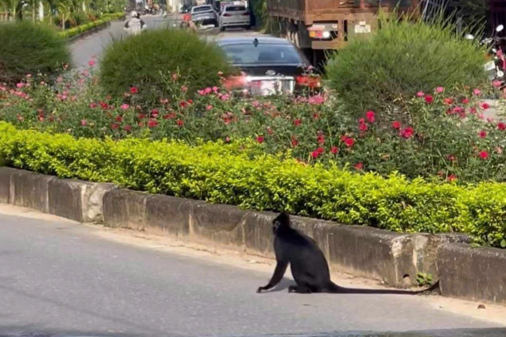 Voọc lạc vào khu dân cư tấn công người ở Quảng Bình - 1 Voọc lạc vào khu dân cư tấn công người ở Quảng Bình - 1