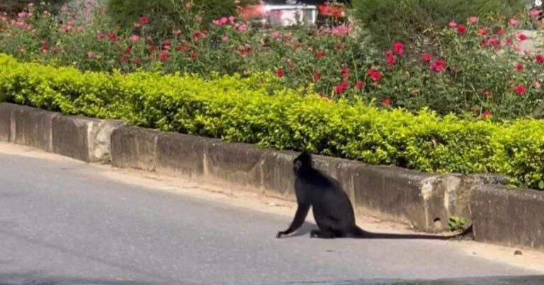 Voọc lạc vào khu dân cư tấn công người ở Quảng Bình