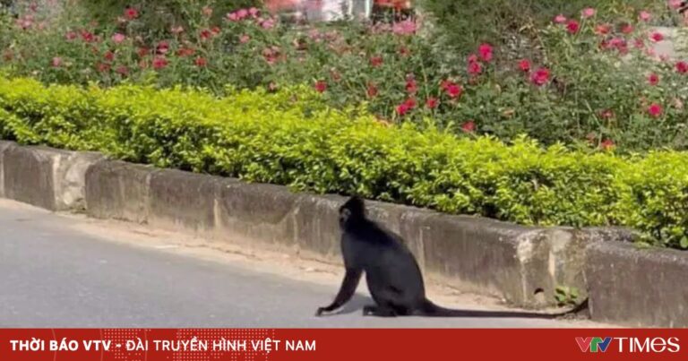 Quảng Bình: Voọc đen bất ngờ xuất hiện tấn công người đi đường