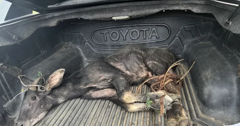 Quảng Bình: Bắt giữ nhóm đối tượng mua bán vận chuyển động vật trong sách đỏ