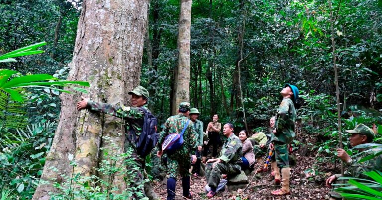 Thu tiền tỷ từ những cánh rừng ở Quảng Bình