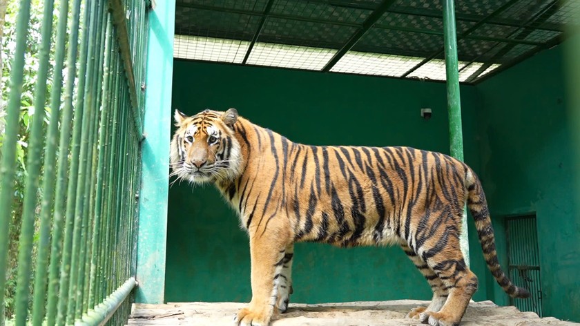 Cá thể hổ cần không gian vận động gần gũi với môi trường tự nhiên, nên cần hoàn chỉnh cơ sở hạ tầng để tạo nên khu cách ly an toàn.