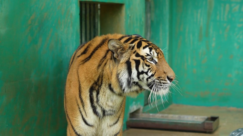 Cá thể hổ Đông Dương được mệnh danh là “chúa tể sơn lâm” đang được nuôi dưỡng tại Vườn Quốc gia Phong Nha - Kẻ Bàng.