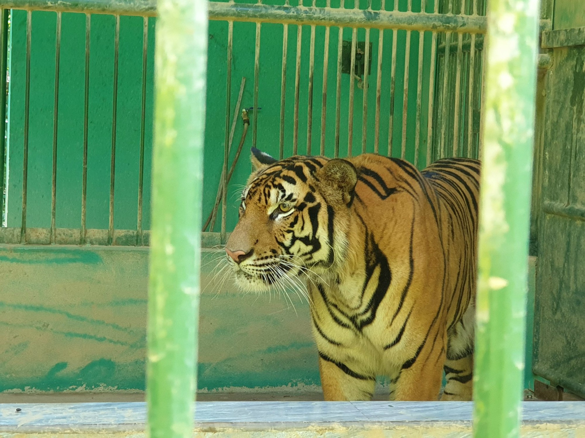 Quảng Bình: Chi 4,5 tỷ đồng làm hàng rào bảo vệ 7 con hổ- Ảnh 2. Quảng Bình: Chi 4,5 tỷ đồng làm hàng rào bảo vệ 7 con hổ- Ảnh 2.