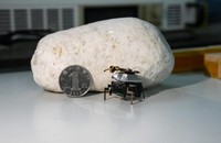 Robot côn trùng của Trung Quốc nhanh hơn gián (Ảnh: China Daily)