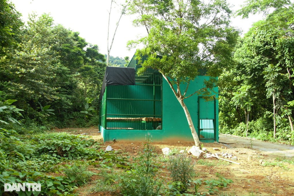 Đầu tư 4,5 tỷ đồng làm hàng rào bảo vệ 7 con hổ tại Phong Nha - Kẻ Bàng - 2 Đầu tư 4,5 tỷ đồng làm hàng rào bảo vệ 7 con hổ tại Phong Nha - Kẻ Bàng - 2