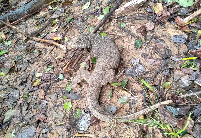 Quảng Bình: Thả cá thể Voọc, Rùa, Kỳ đà, Cu li quý hiếm có tên trong sách Đỏ về với môi trường tự nhiên- Ảnh 2. Quảng Bình: Thả cá thể Voọc, Rùa, Kỳ đà, Cu li quý hiếm có tên trong sách Đỏ về với môi trường tự nhiên- Ảnh 2.