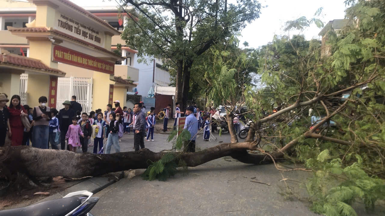 Quảng Bình: Cây phượng ngã đổ ngay lúc học sinh tan trường- Ảnh 1. Quảng Bình: Cây phượng ngã đổ ngay lúc học sinh tan trường- Ảnh 1.