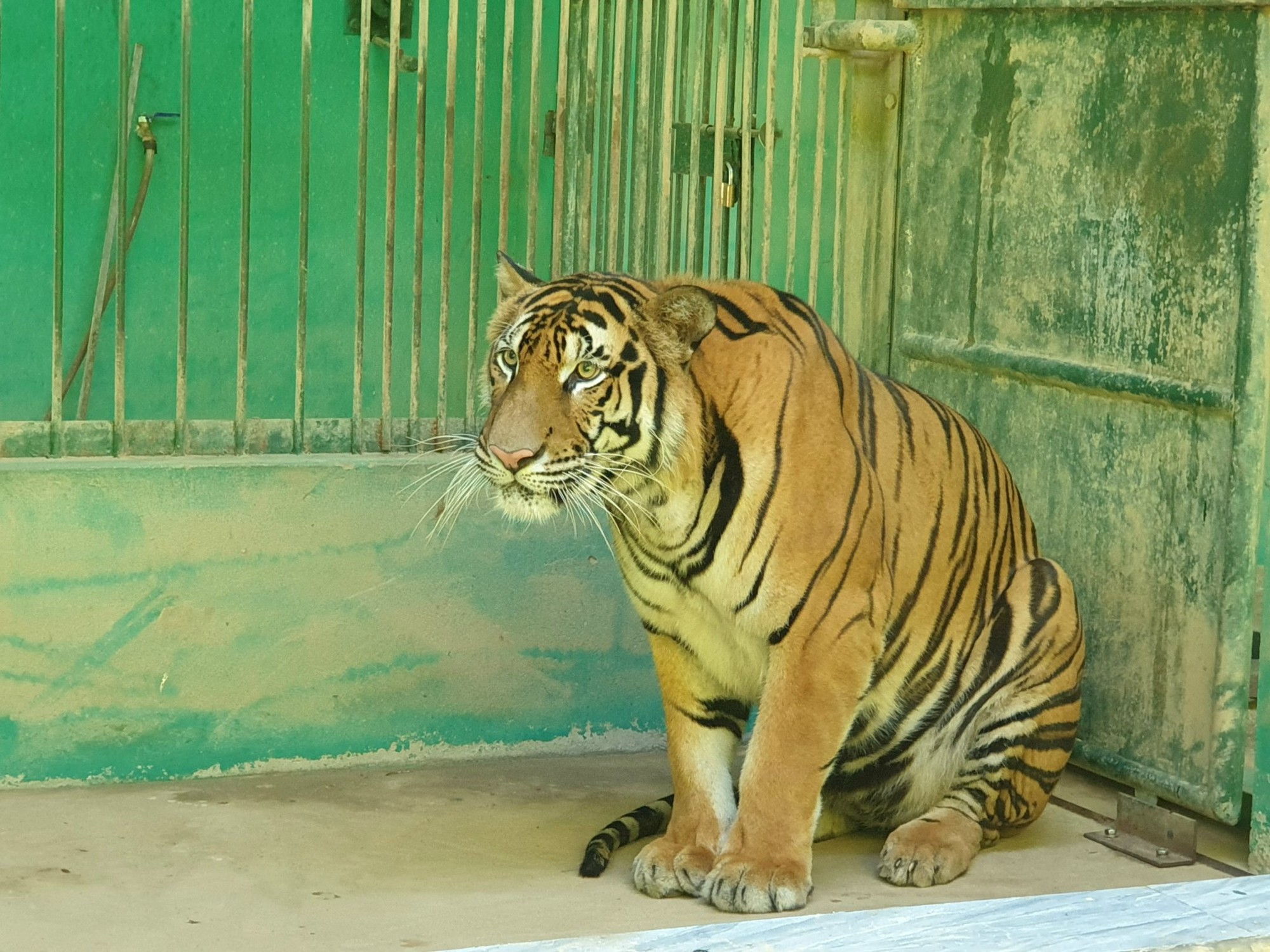 Quảng Bình: Chi 4,5 tỷ đồng làm hàng rào bảo vệ 7 con hổ- Ảnh 1. Quảng Bình: Chi 4,5 tỷ đồng làm hàng rào bảo vệ 7 con hổ- Ảnh 1.