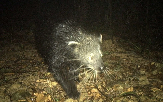 Phát hiện loài chồn giống gấu nguy cơ tuyệt chủng tại Quảng Bình ảnh 1