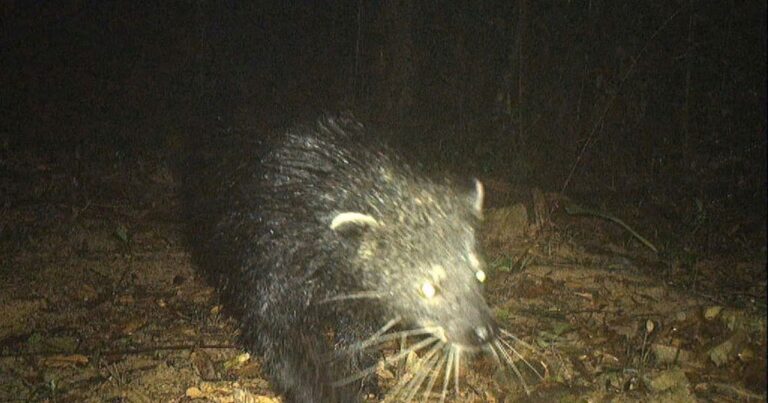 Phát hiện cầy mực quý hiếm, loài có tên trong Sách đỏ tại Quảng Bình