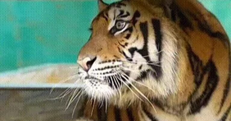 Đầu tư 4,5 tỷ đồng làm hàng rào bảo vệ 7 con hổ tại Phong Nha – Kẻ Bàng