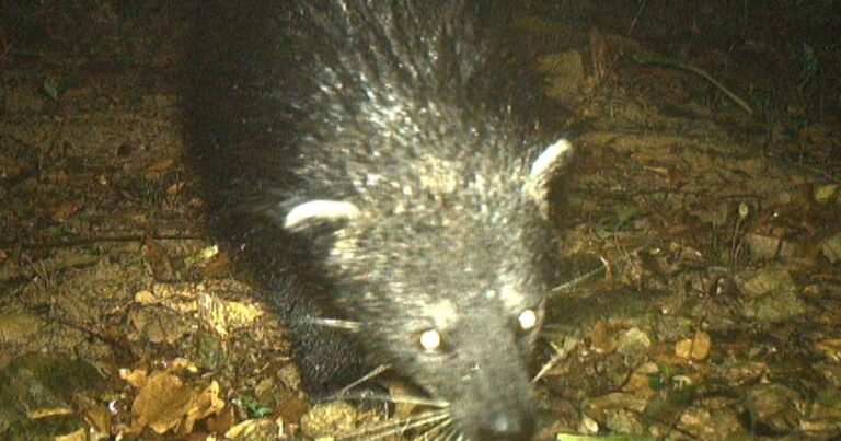 Phát hiện loài động vật “nửa chồn nửa gấu” trong rừng Quảng Bình