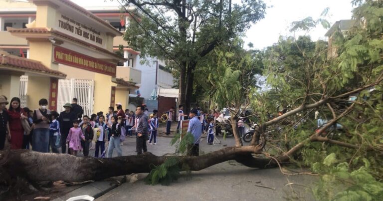 Cây phượng ngã đổ ngay lúc học sinh tan trường