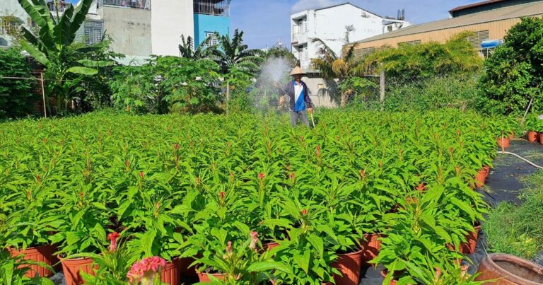 Lo hoa Tết ế, nhà vườn tích cực lên TikTok tiếp thị