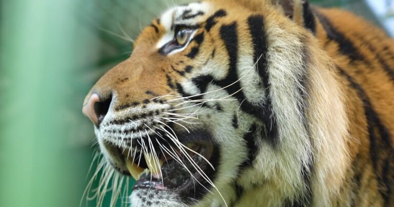 Thêm không gian sống cho 7 cá thể hổ Đông Dương ở Quảng Bình