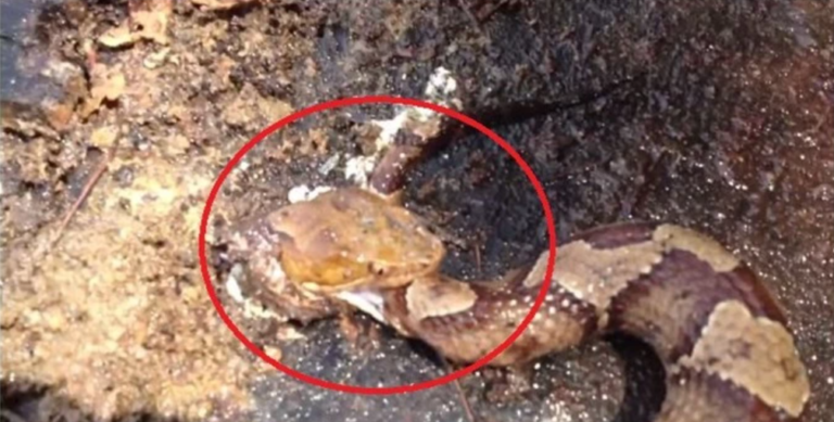 Netizen sốc khi biết lý do rắn độc bị đứt đầu vẫn cắn chết người, điều mà không phải ai cũng nắm rõ