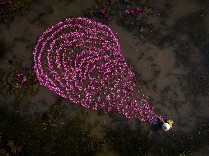 hoa súng ở Ninh Bình