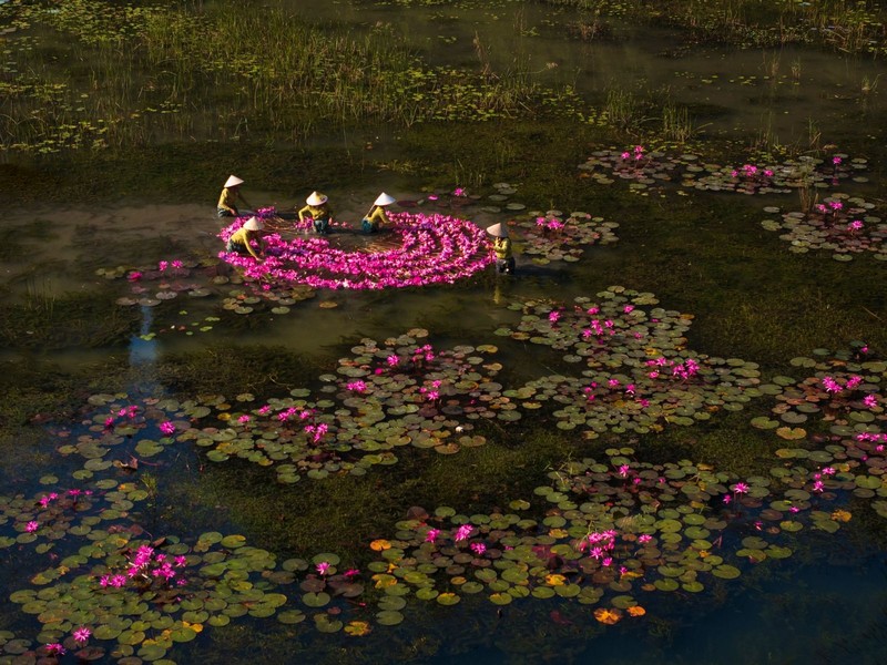 hoa súng ở Ninh Bình