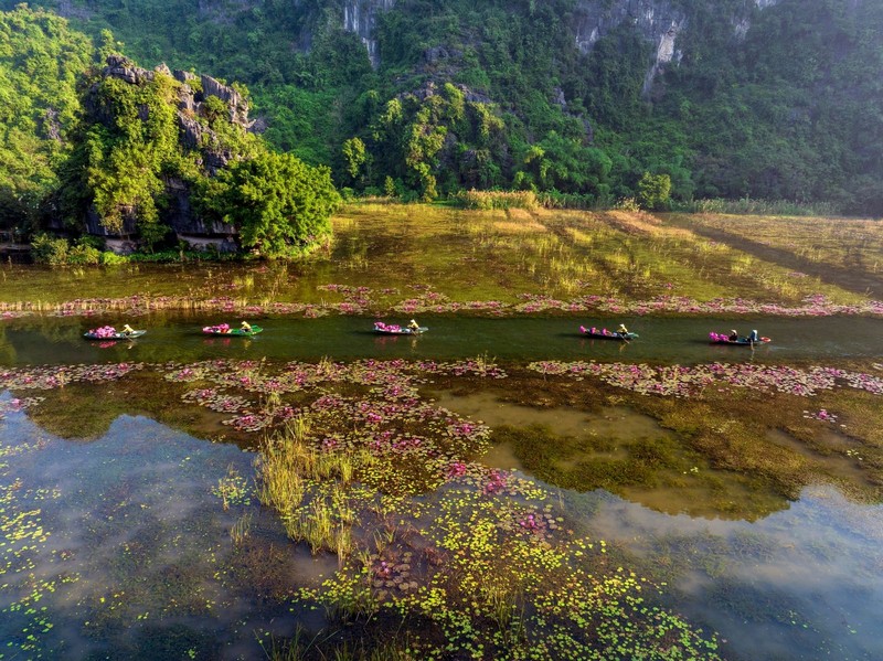 hoa súng ở Ninh Bình