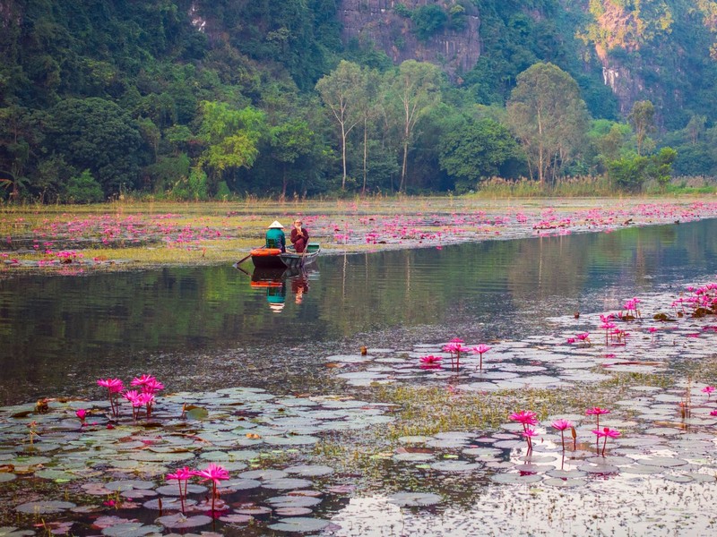 hoa súng ở Ninh Bình