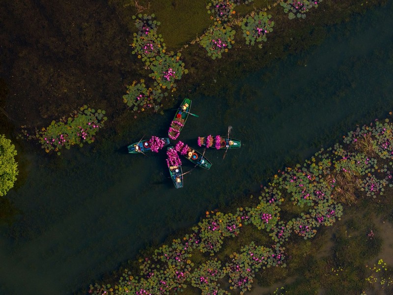 hoa súng ở Ninh Bình