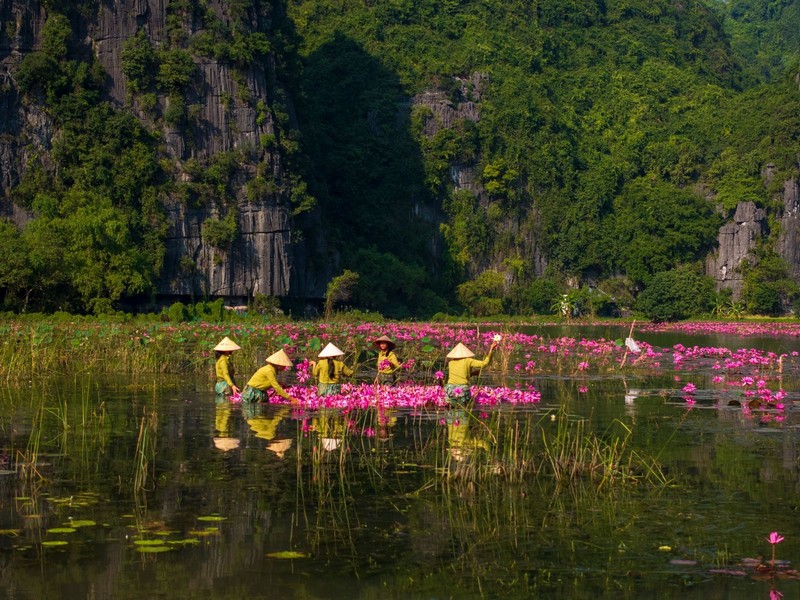 hoa súng ở Ninh Bình
