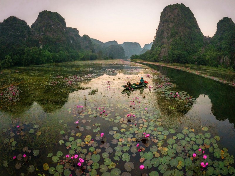 hoa súng ở Ninh Bình
